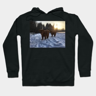 Scottish Highland Cattle Calves 1681 Hoodie